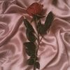 jazlyn21304